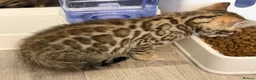 Bengal cats for sale: High-End & Premium Collect - Advert 11