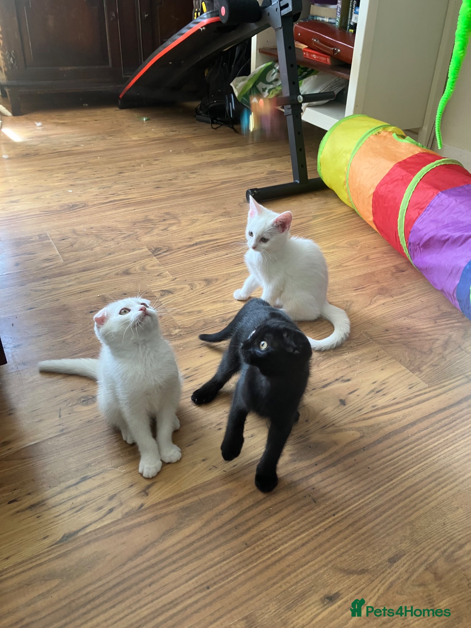 Scottish Fold cats Khao Manee & Scottish Fold 2 girls 1 boy left - Advert 1