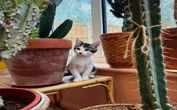 Bengal cats for sale: Two beautiful loving Boys 9 weeks old - Image 2