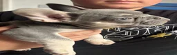 French Bulldog dogs for sale: French bulldog - Advert 5