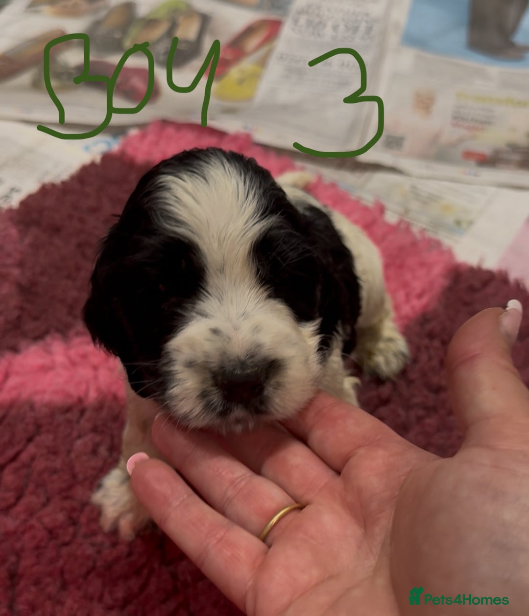 Cocker Spaniel dogs for sale: KC show cocker puppies black white boys - Image 29