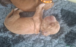 Cocker Spaniel dogs for sale: Working Cocker Spaniel Pups parents DNA tested - Image 7