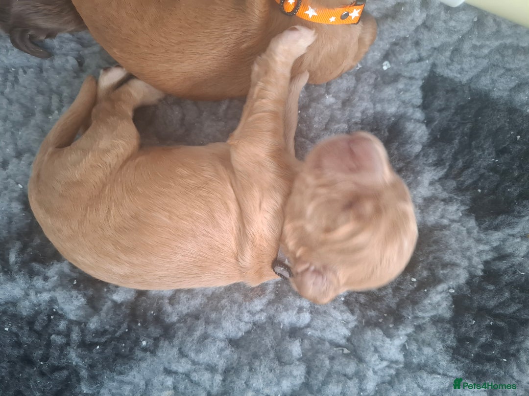 Cocker Spaniel dogs for sale: Working Cocker Spaniel Pups parents DNA tested - Image 7