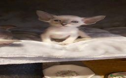 Oriental cats for sale: Full Pedigree Oriental 6 Kittens XL size ears GCCF - Image 22
