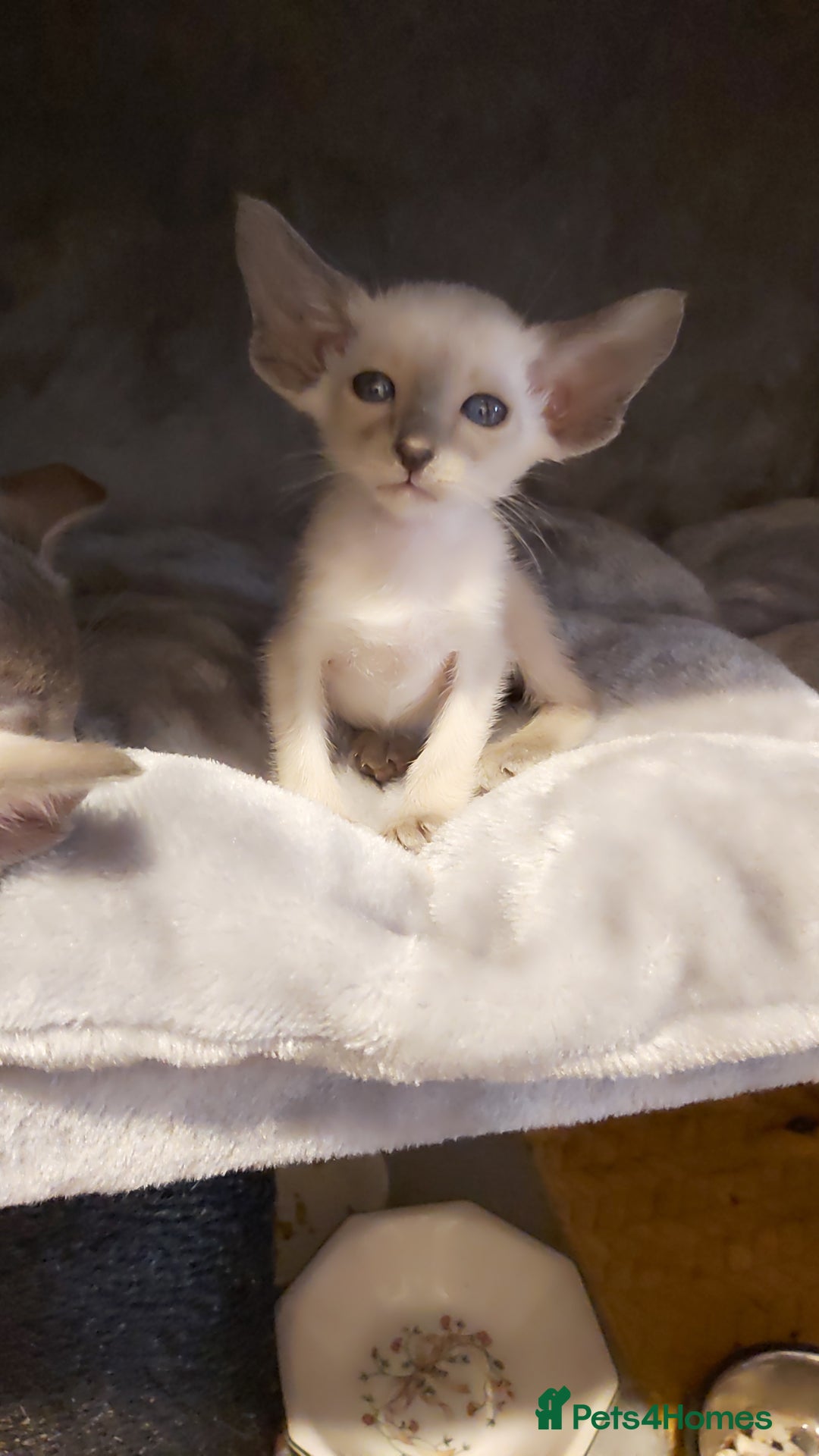 Oriental cats for sale: Full Pedigree Oriental 6 Kittens XL size ears GCCF - Image 22