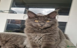 Maine Coon cats for sale: Maine coon kittens  - Image 7