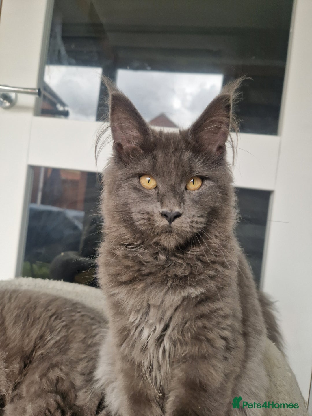 Maine Coon cats for sale: Maine coon kittens  - Image 7