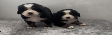 Bernese Mountain Dog 7