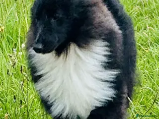 Shetland Sheepdog dogs Very pretty black bi girl - Advert 1
