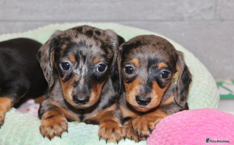 Miniature Dachshund dogs - Advert 3