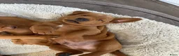 Labrador Retriever dogs for sale: Dark fox red Labrador puppies in Newcastle upon Tyne - Advert 16