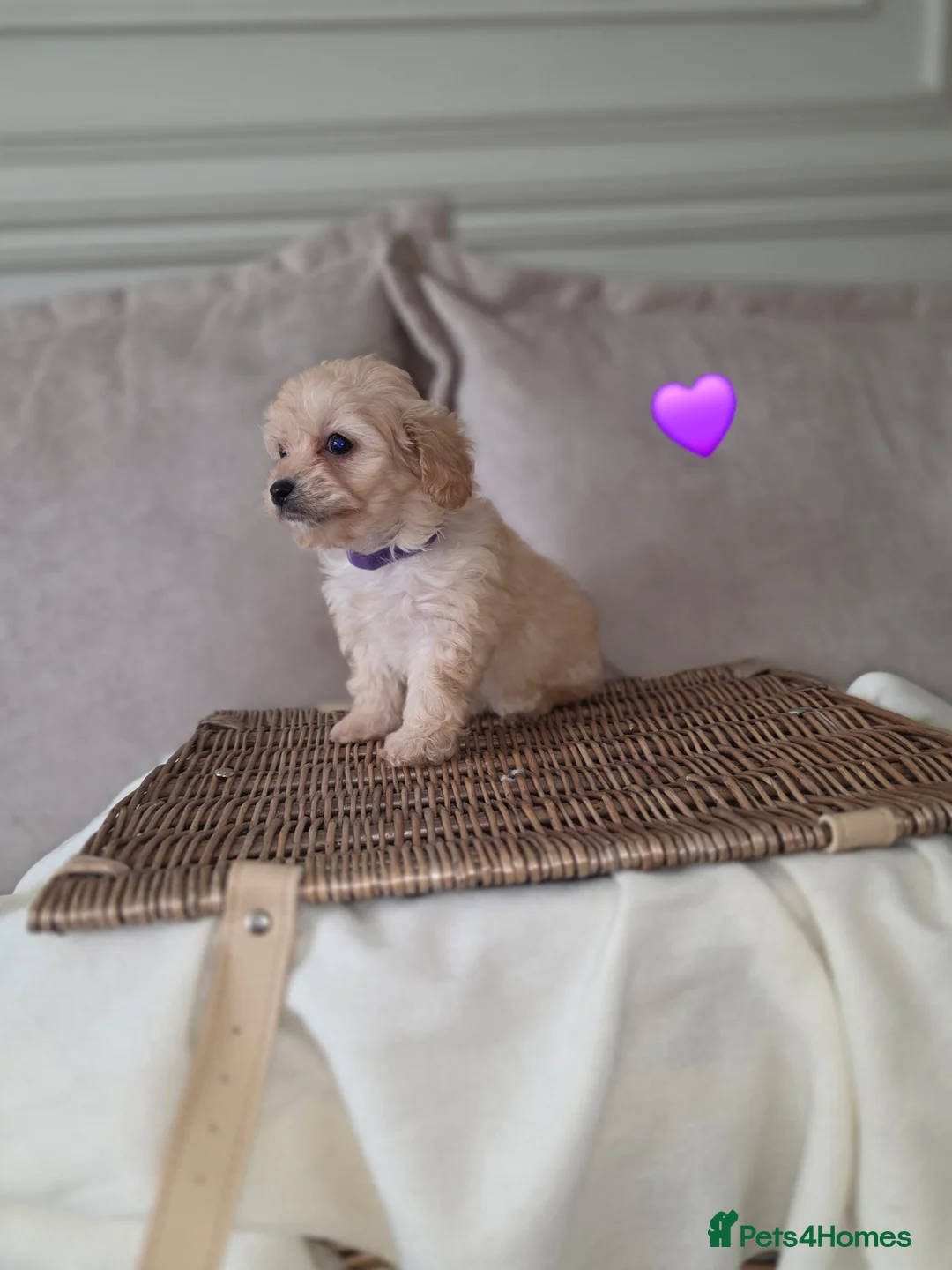 Maltipoo dogs for sale: Five gorgeous multi-poo puppies 3boys 2 girls - Advert 31