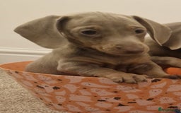 Dachshund dogs for sale: Beautiful Isabella pups exceptional quality  - Image 20