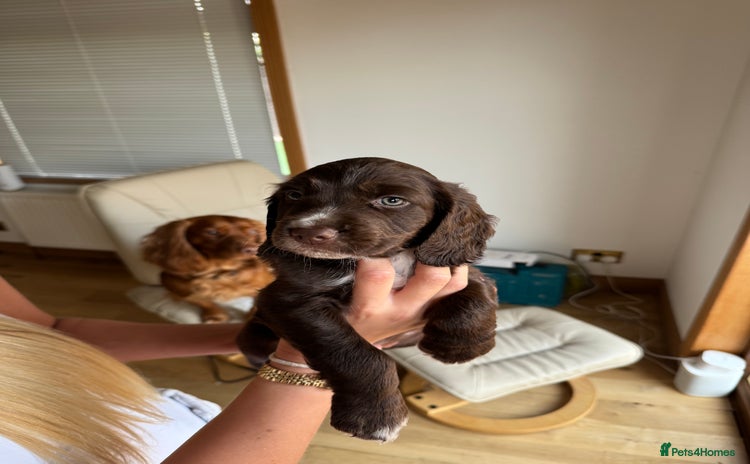 Cocker Spaniel dogs - Advert 4