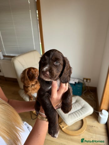 Cocker Spaniel dogs - Advert 4