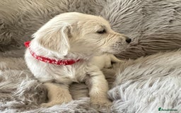 Golden Retriever dogs for sale: KC REGISTERED GOLDEN RETRIEVER PUPS - Image 7