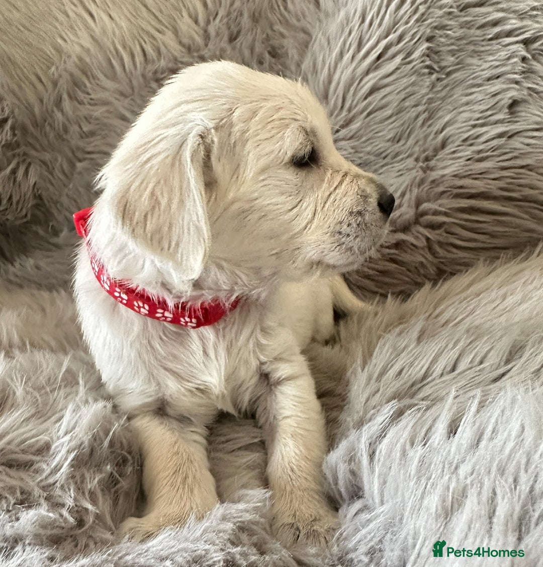 Golden Retriever dogs for sale: KC REGISTERED GOLDEN RETRIEVER PUPS - Image 7