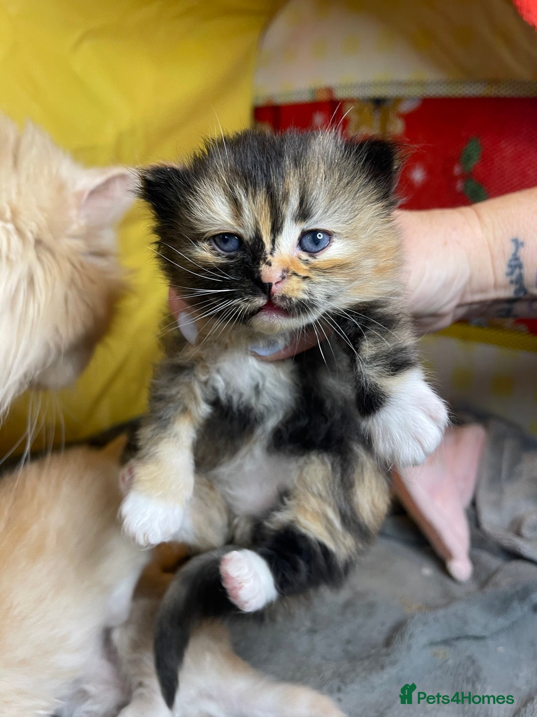 Mixed Breed cats for sale: Health Tested Perdolls - Image 1