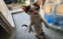 British Shorthair cats for sale: Kittens in Northampton - Image 17