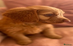 Cockapoo dogs for sale: Rare F1 apricot/ red fox DNA PRCD-PRA clear - Image 18