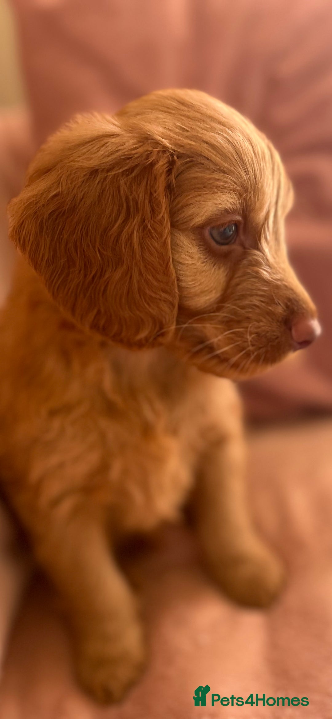 Cockapoo dogs for sale: Rare F1 apricot/ red fox DNA PRCD-PRA clear - Image 18