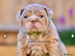 English Bulldog dogs ***EPIC BULLYZ XMAS PUPPIES*** - Advert 1