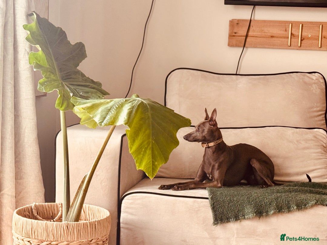 Italian Greyhound dogs for sale: Italian Greyhound 1.5 years old - Advert 1