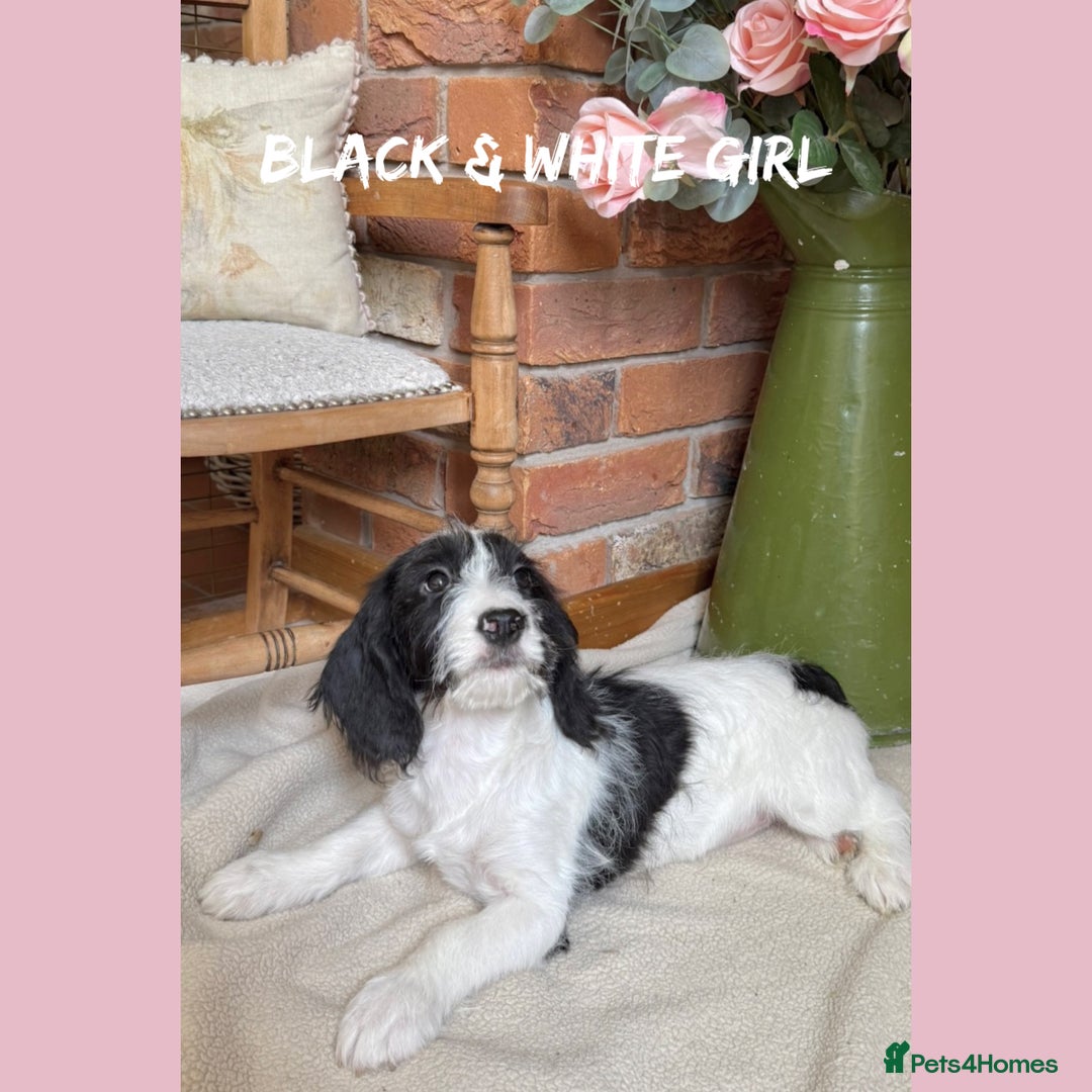 Mixed Breed dogs for sale: ☀️PERFECT POOGLES (beagleXminiature poodle)☀️ in Rhayader - Image 7