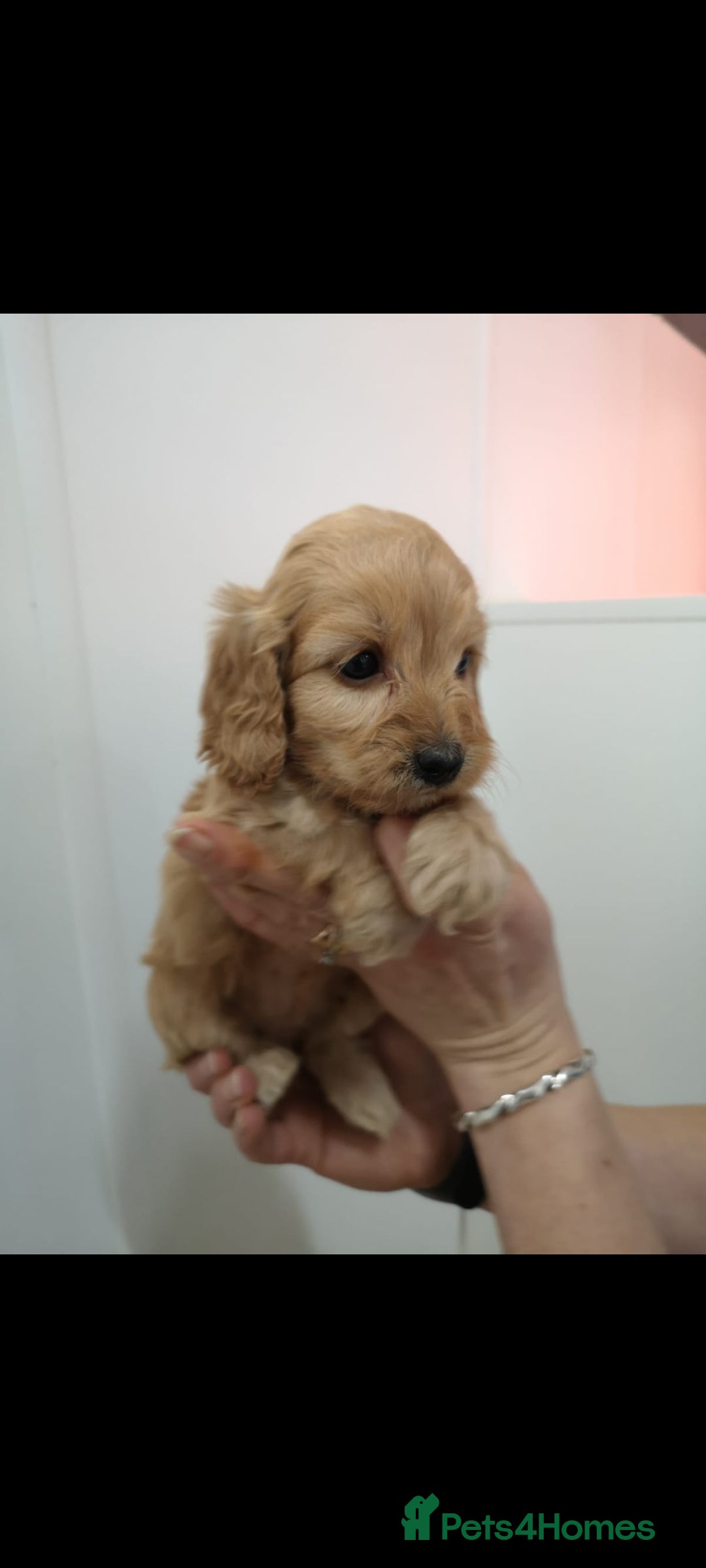Cockapoo dogs for sale: Amazing F1 Mini Cockapoos  - Advert 15