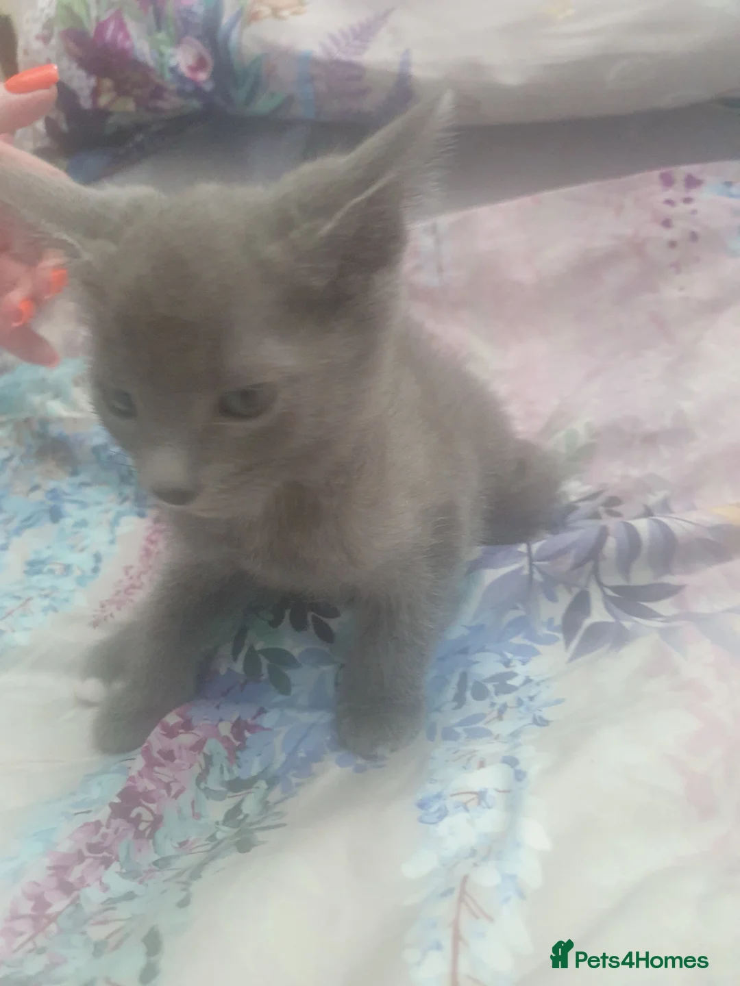 Russian Blue cats for sale: Gorgeous GCCF registered kittens. - Advert 20