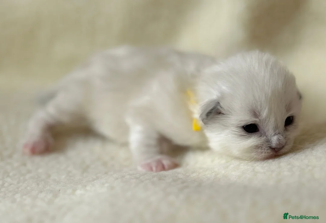 Ragdoll cats for sale: TICA Blue Mitted Ragdoll Kittens in Radstock - Advert 28