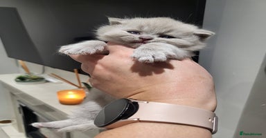 British Shorthair cats - Advert 1