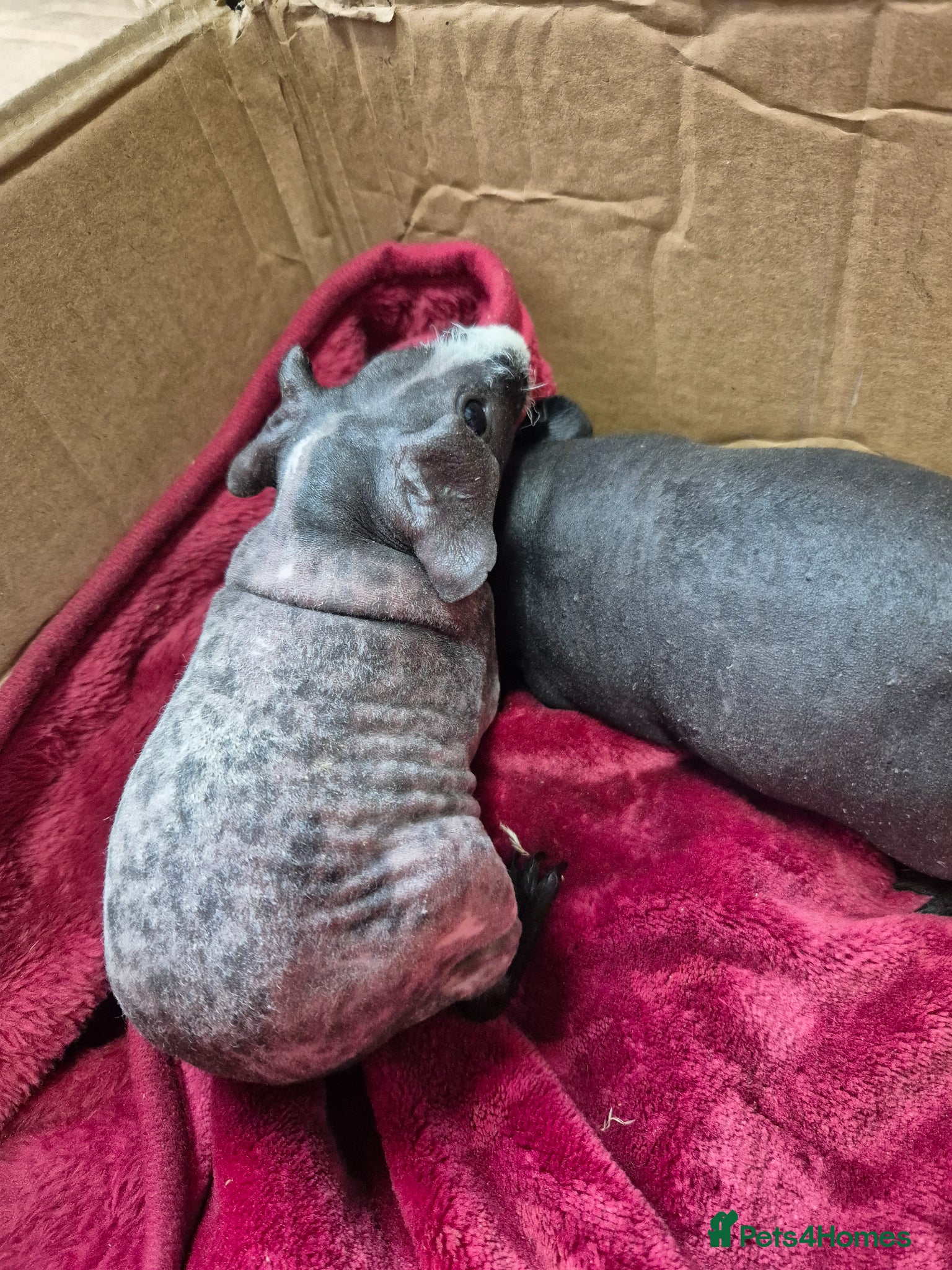 Guinea Pig rodents for sale: Pair of Baby Female Skinny Pigs For Sale  - Advert 5