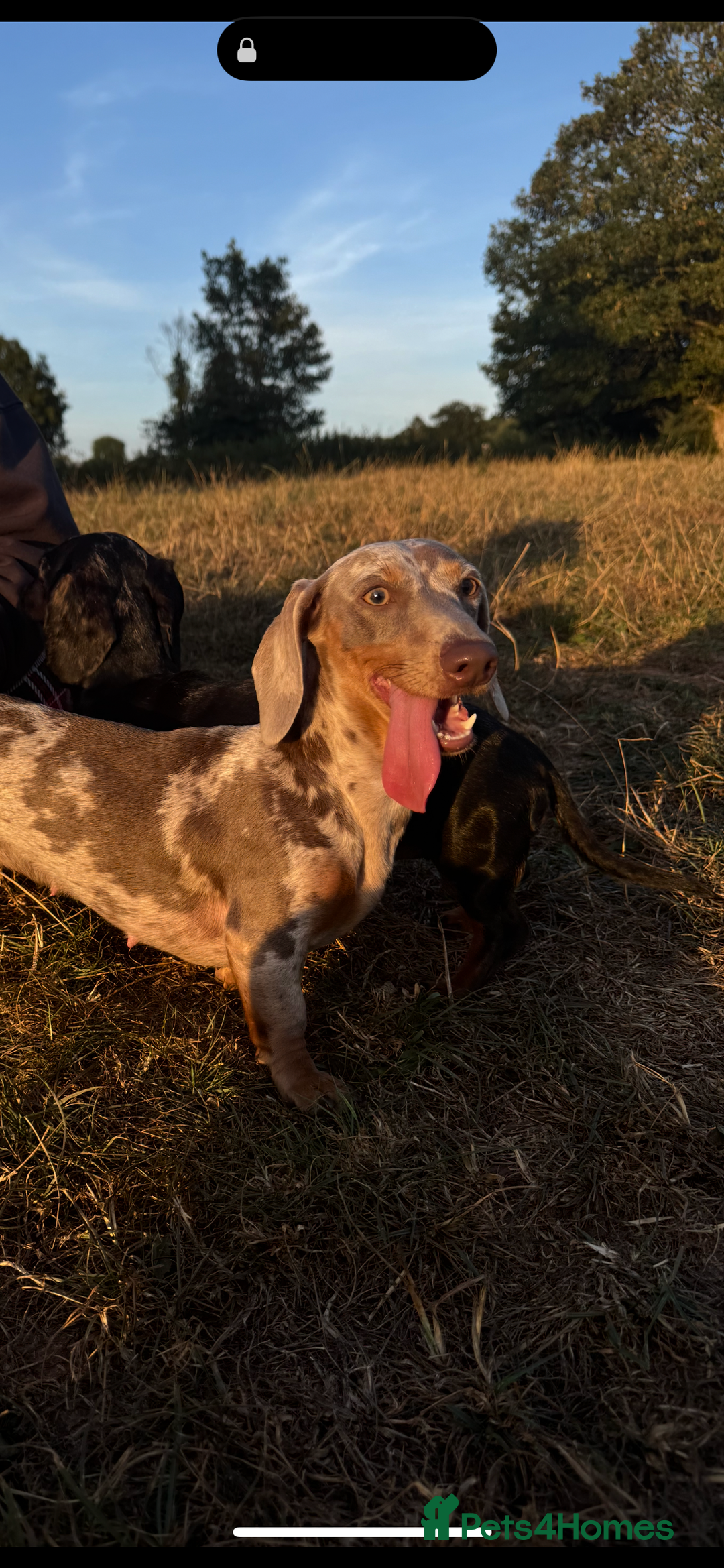 Miniature Dachshund dogs for stud: WANTED - Stud  - Advert 2