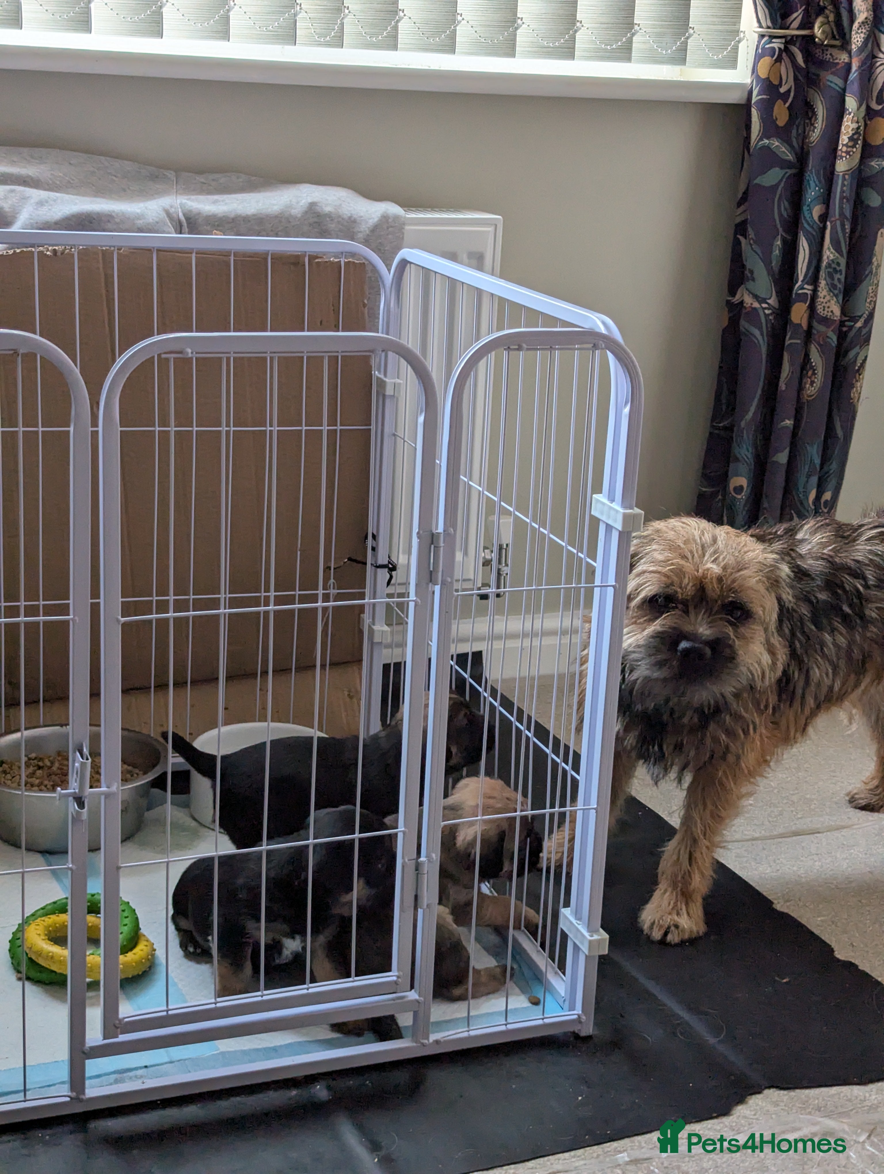 Border Terrier dogs KC Reg Border Terrier pups - Advert 6