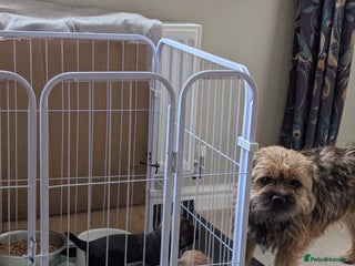 Border Terrier dogs KC Reg Border Terrier pups - Advert 12