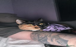 Mixed Breed cats for sale: Two bonded cats age 2  - Image 4