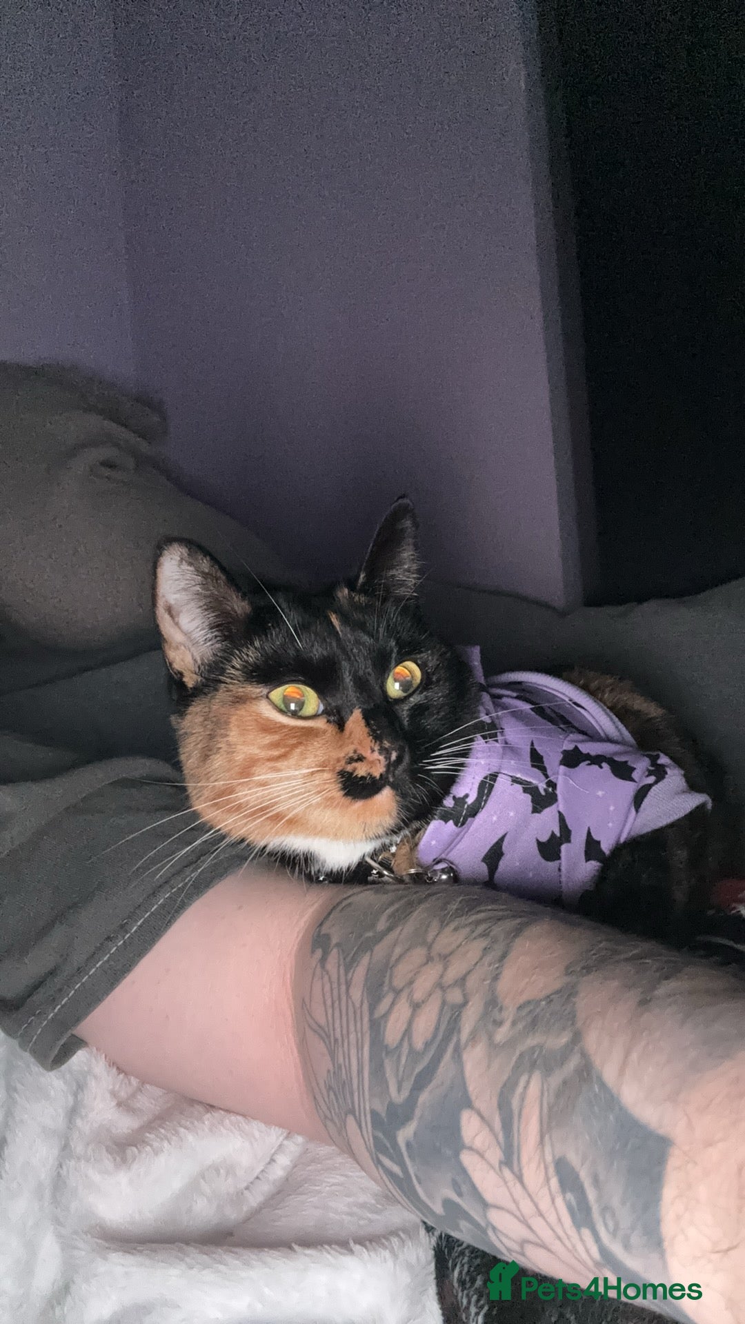 Mixed Breed cats for sale: Two bonded cats age 2  - Image 4