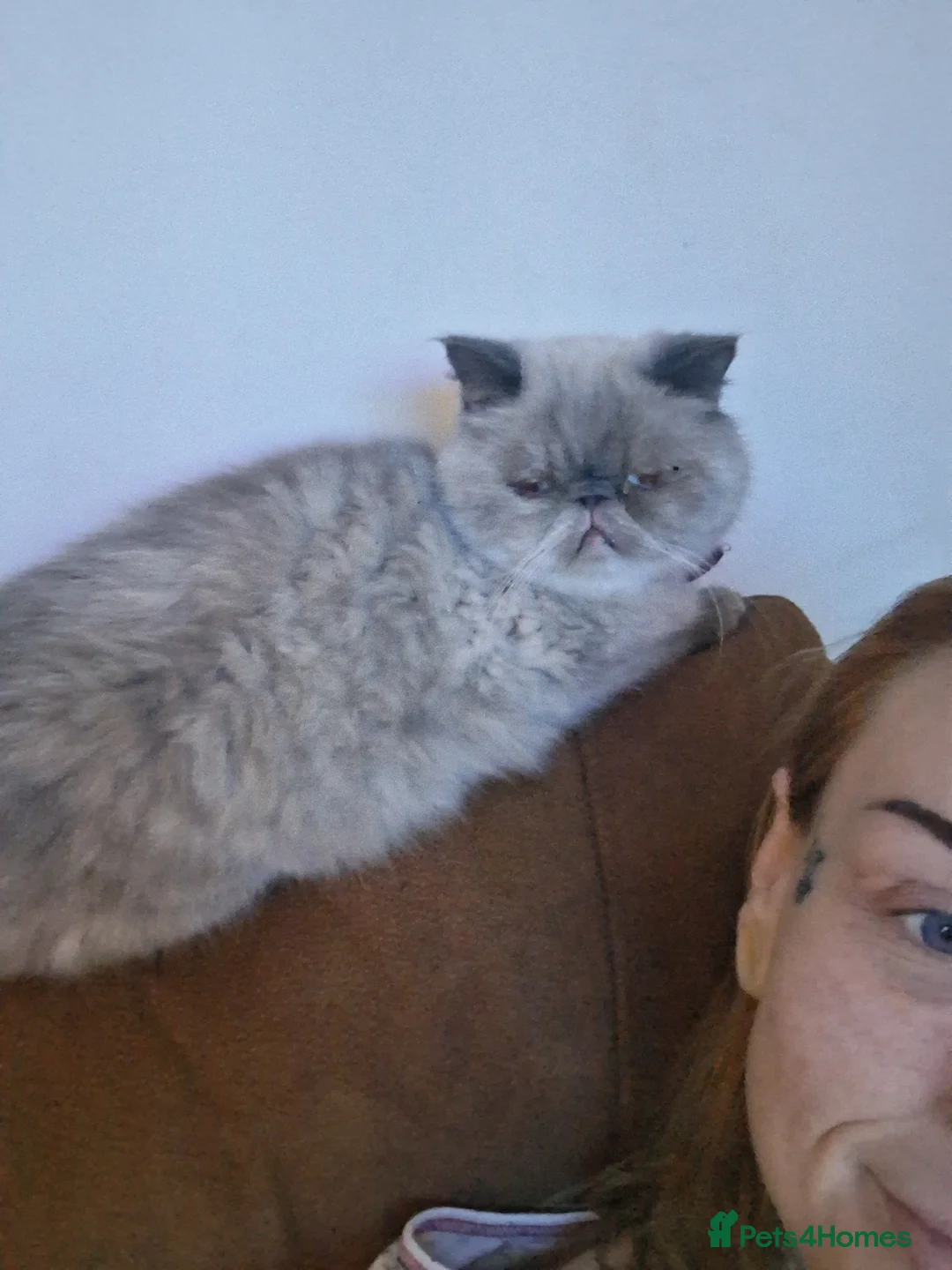 Exotic cats for sale: Exotic shorthair girl - Advert 9