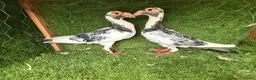 Pigeons birds for sale: Beautiful Quality Pigeons Healthy & Well Cared For - Advert 13
