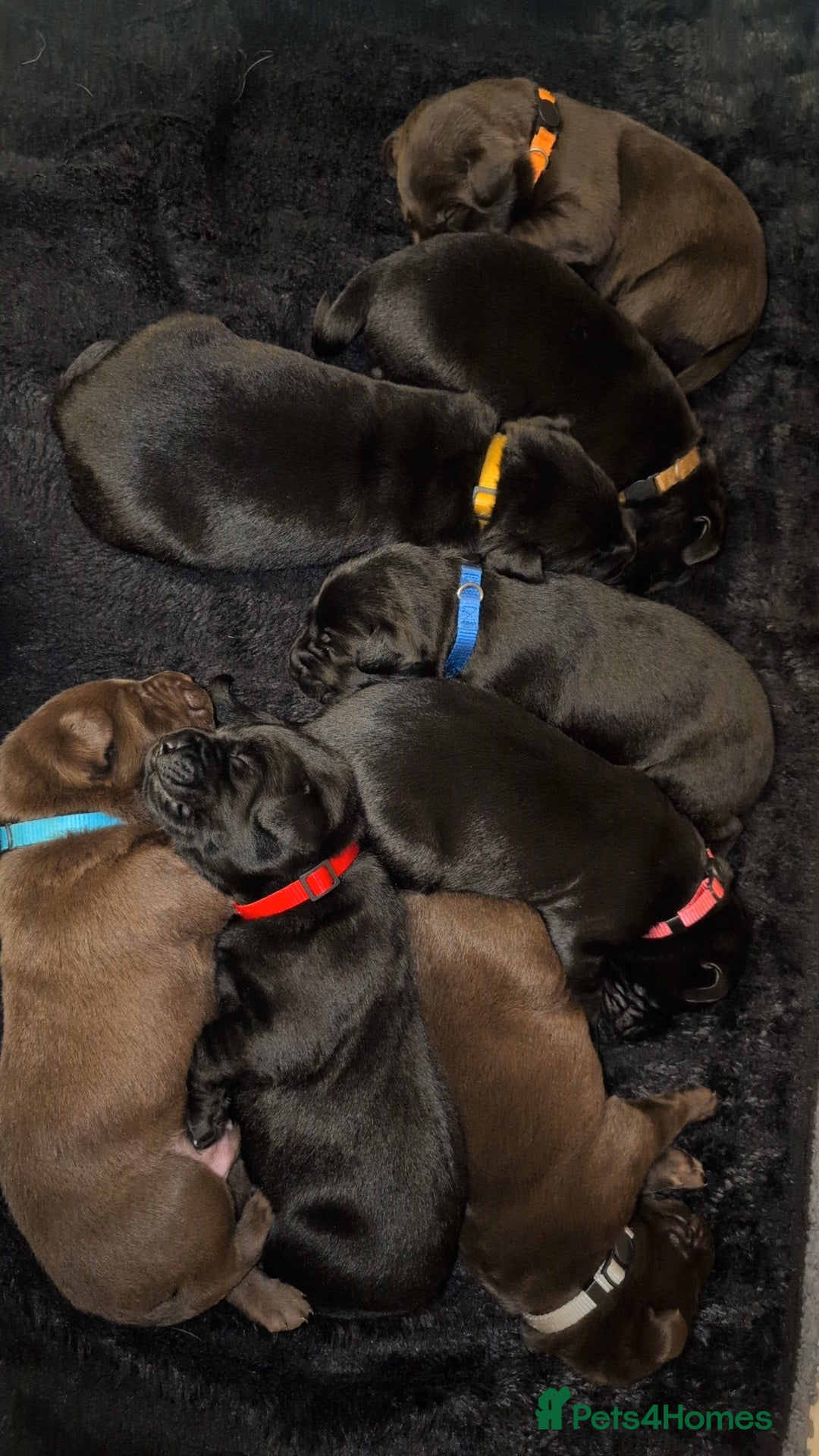 Labrador Retriever dogs for sale: Labrador puppies  - Advert 3