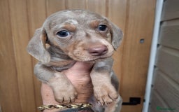 Miniature Dachshund dogs for sale: Miniature dachshund  - Image 8