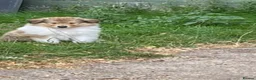 Rough Collie dogs for sale: 2 LOVELY MALES ARE AVAILABLE FOR SERVATION;  - Advert 2