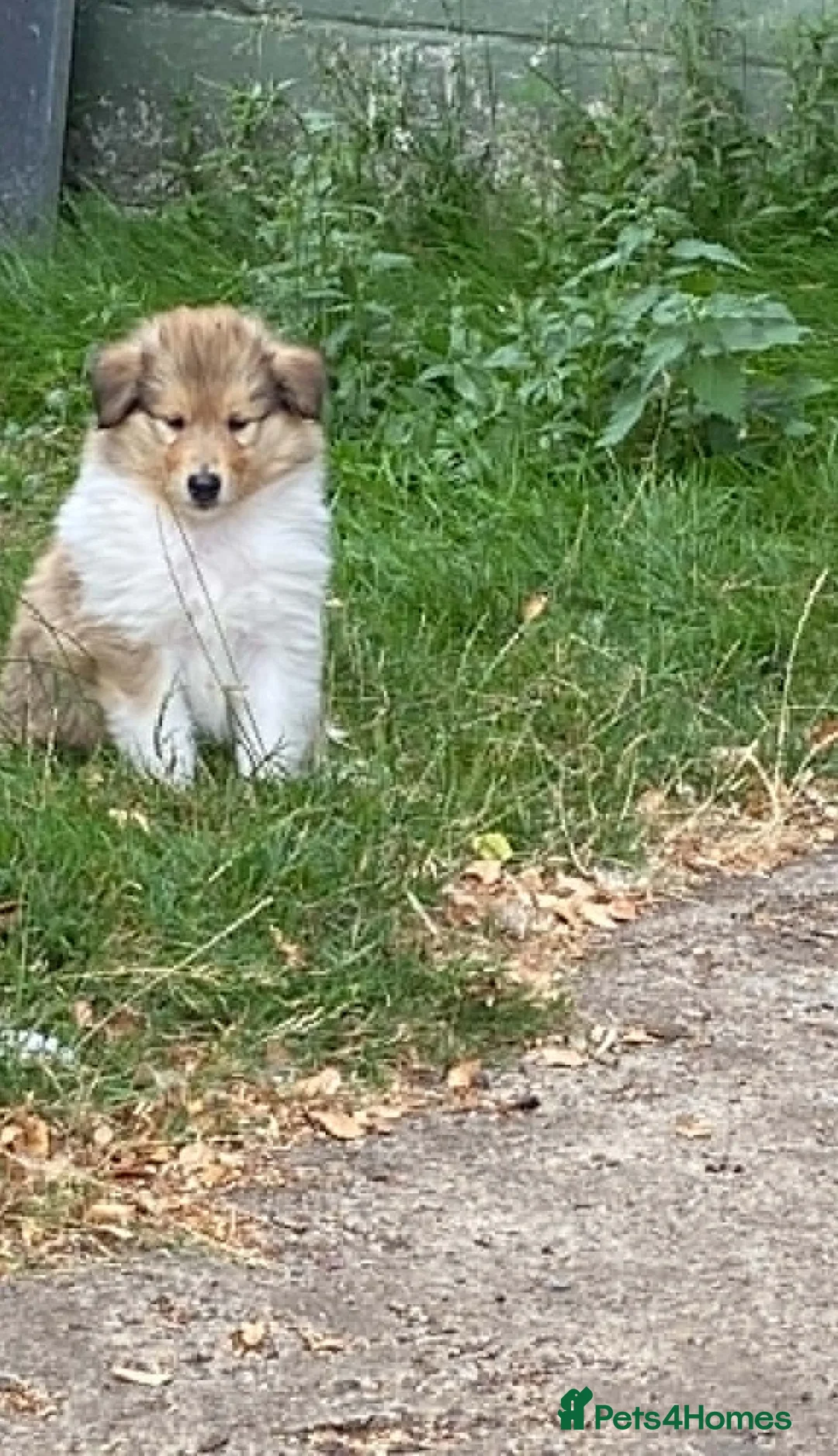 Rough Collie dogs for sale: 2 LOVELY MALES ARE AVAILABLE FOR SERVATION;  - Advert 2