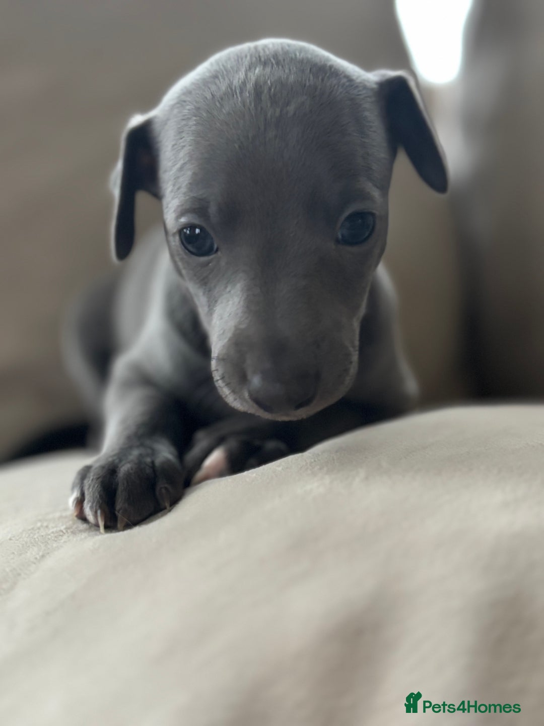 Whippet dogs for sale: Stunning KC registered whippet puppy’s  - Advert 19