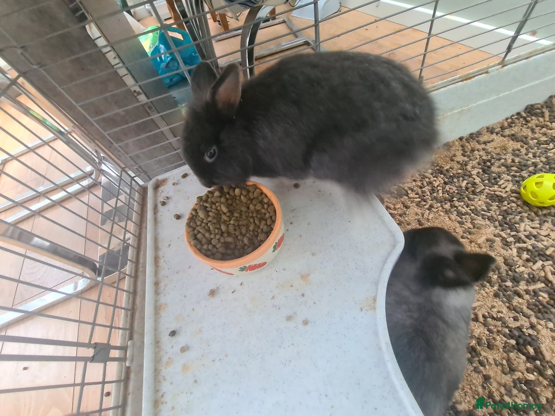 Mini Lop rabbits for sale: Rabbits - Image 2