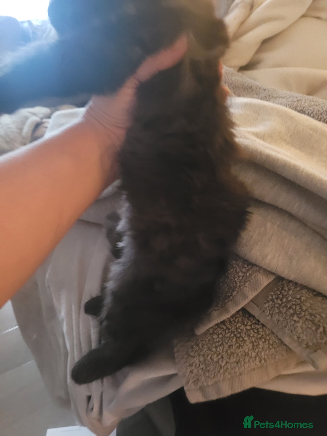 Ragdoll cats for sale: 1/2 Ragdoll 1/2 british Blue MIx Kittens - Image 9