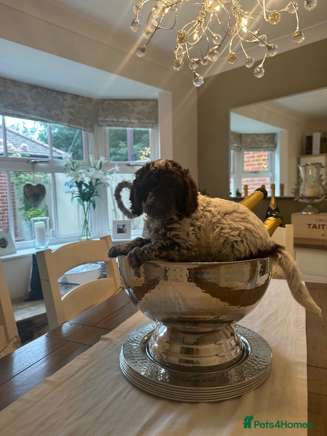 Cockapoo dogs for sale: Cockapoo puppies. Fully DNA tested.  - Image 19