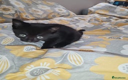 Mixed Breed cats for sale: Small mixed breed boy - Image 1
