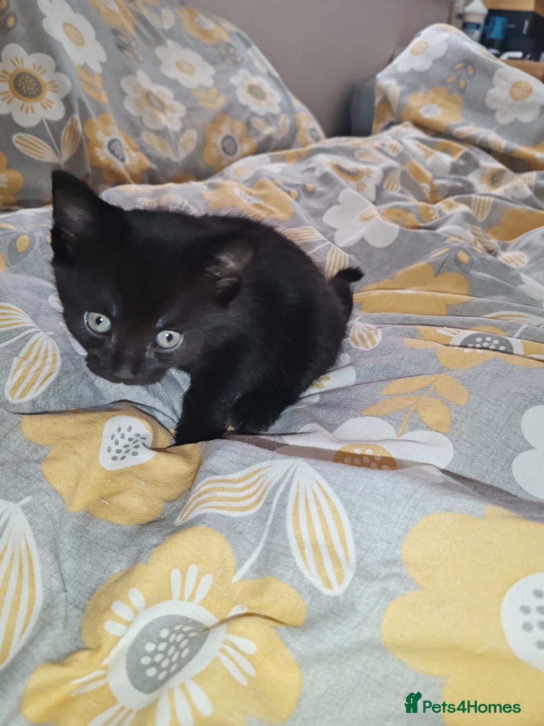 Mixed Breed cats for sale: Small mixed breed boy - Image 1